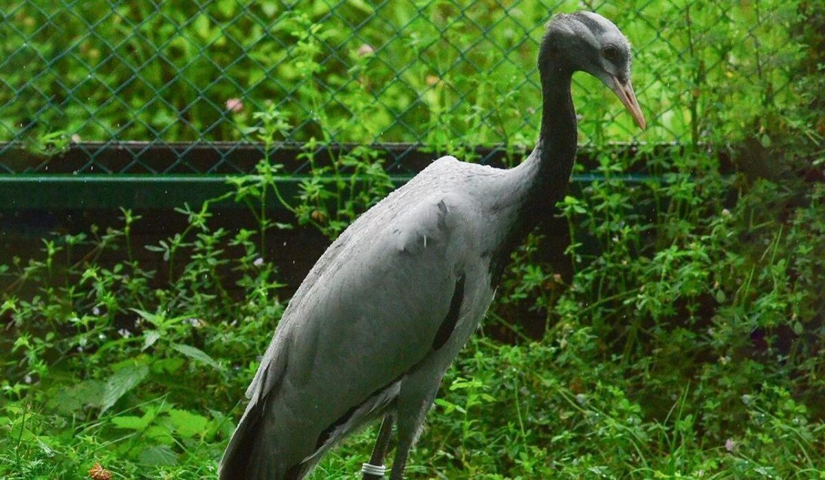     Журавль. Источник: mos.ru Автор фото: Пресс-служба Мэра и Правительства Москвы