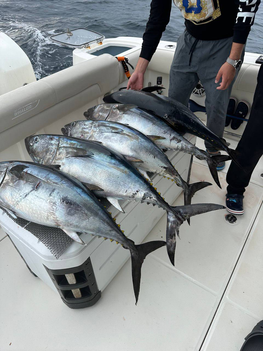 Тунец на Сахалине