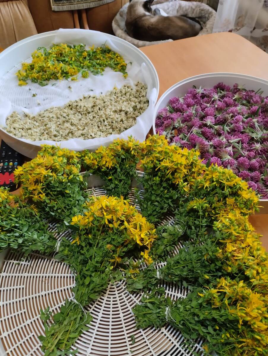 Сушим травы и таким способом