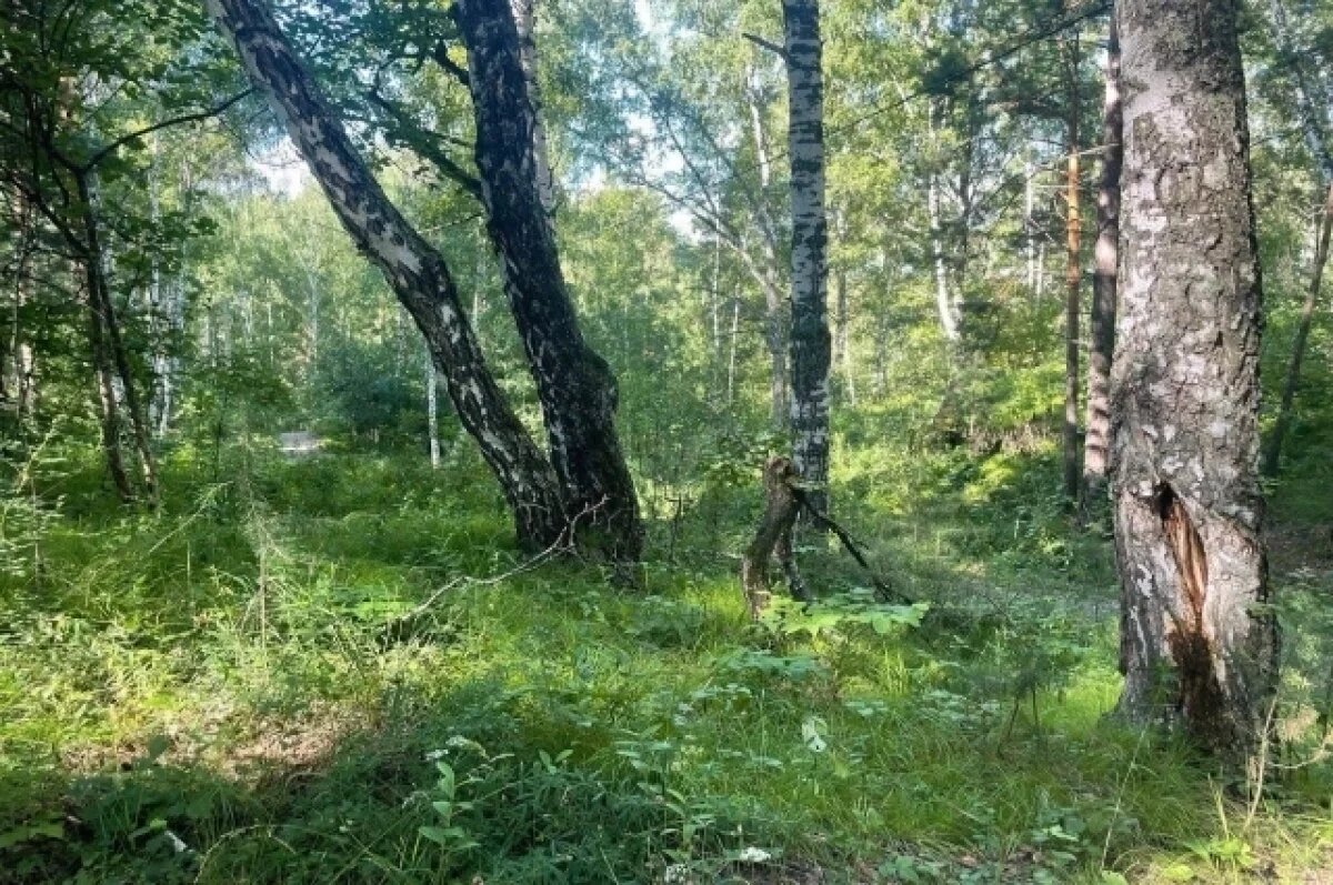    Бор возле "Политехника" в Томске хотят признать рекреационной зоной