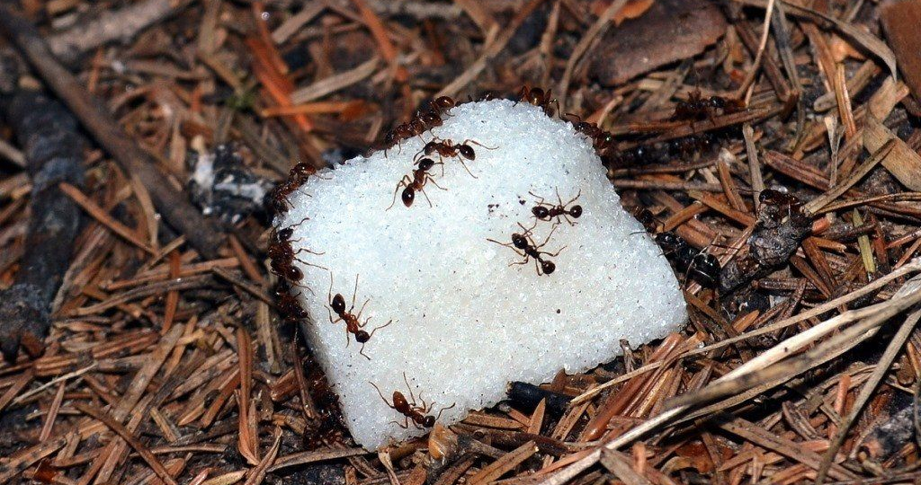 Уксус, зола и горчица против муравьёв: что реально работает?