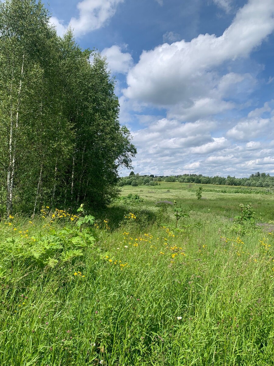 К 2030 году 70% новых поселков предложат формат "природных резиденций" — минимум заборов, максимум сервисов для жизни/работы среди леса.