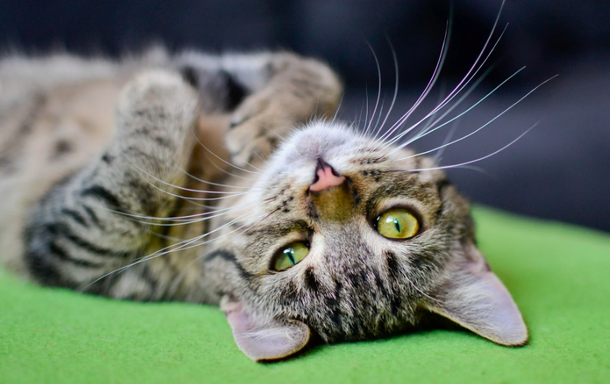 Осторожно! Смертельный яд для кошек, который растёт у вас дома?