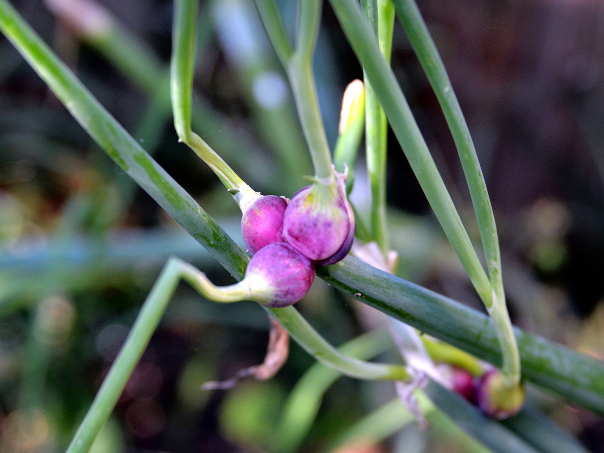 Источник фото: commons.wikimedia.org