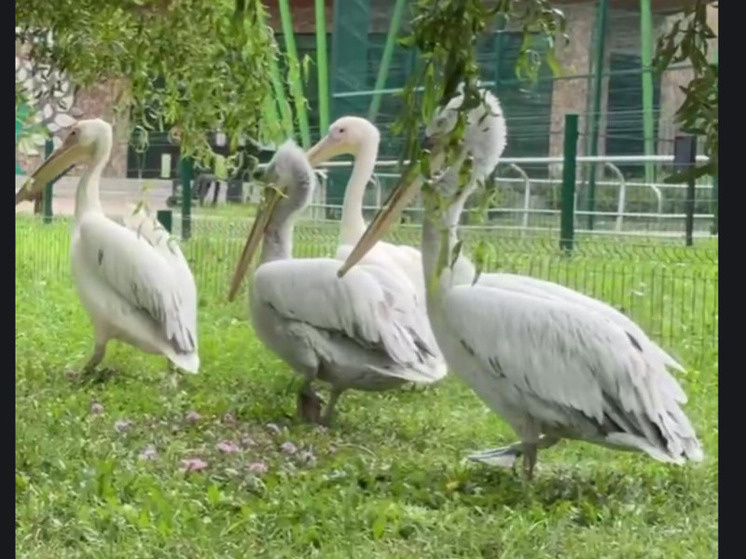     В Белгородском зоопарке показали, как кормят пеликанов, фото: скриншот видео со страницы t.me/belzoo