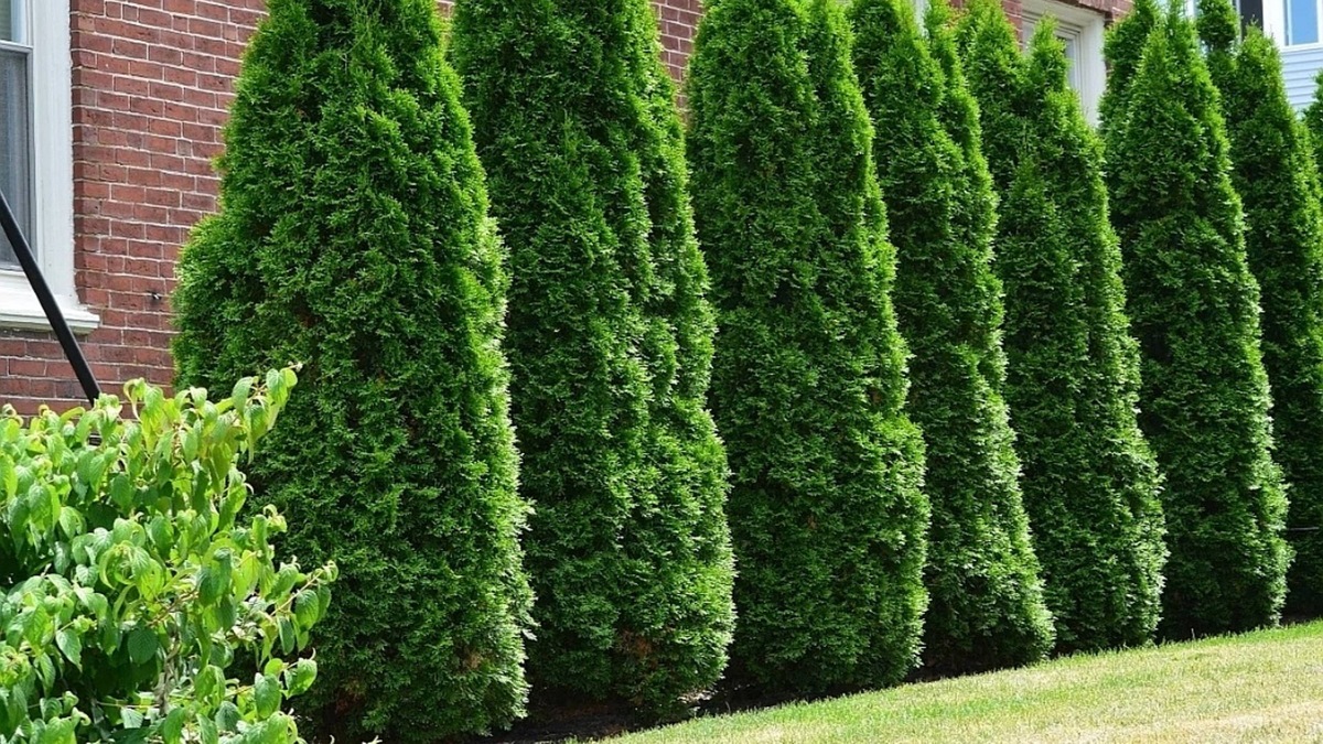 фото из интернета. так они должны выглядеть в идеале в живой изгороди