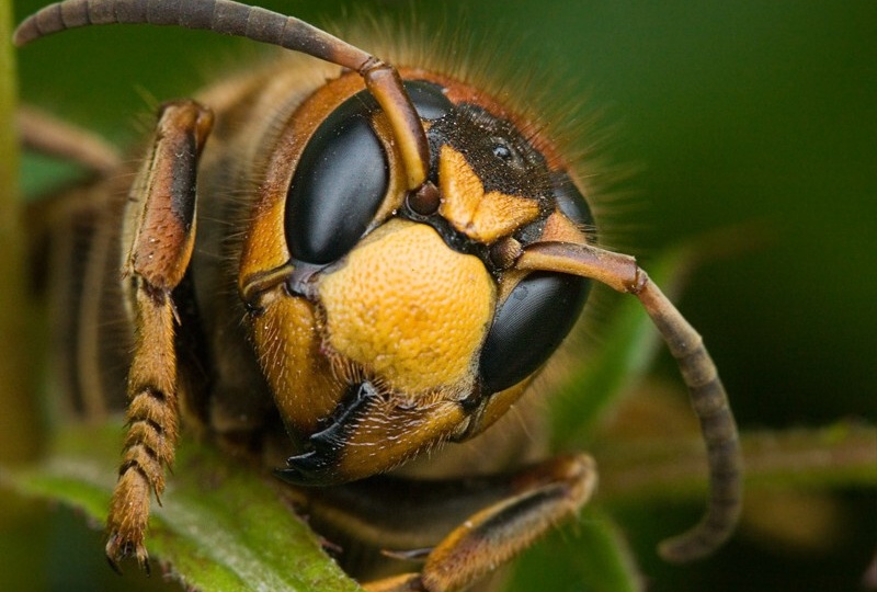 Осы-убийцы. Интересная энтомология