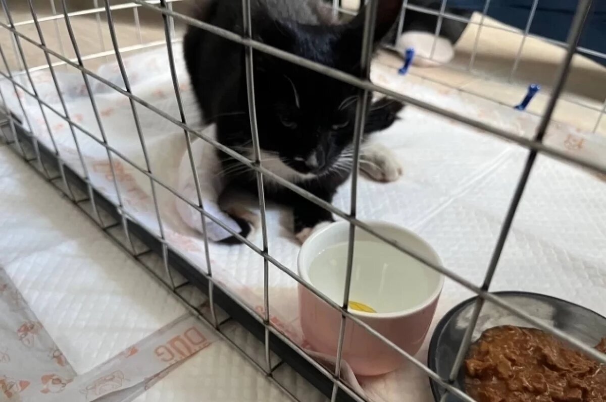    Коту, спасённому с набережной Фонтанки, может грозить ампутация