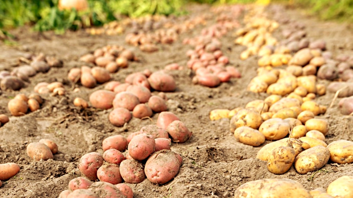 Когда выкапывать картофель