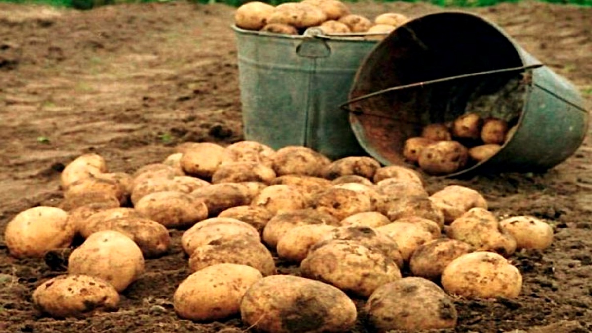 Когда выкапывать картофель