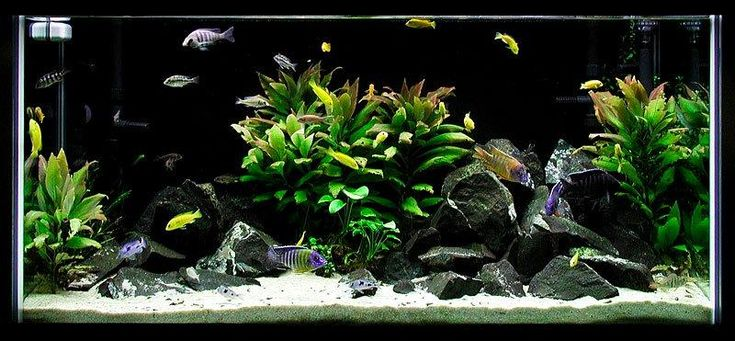 Анубиас это такое растение, которое благодаря своим свойствам можно держать даже с цихлидами. Так как им его сложно поесть + вода.