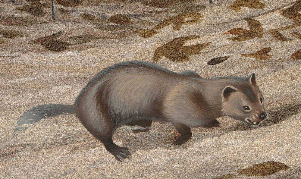 Один из видов лептоционов