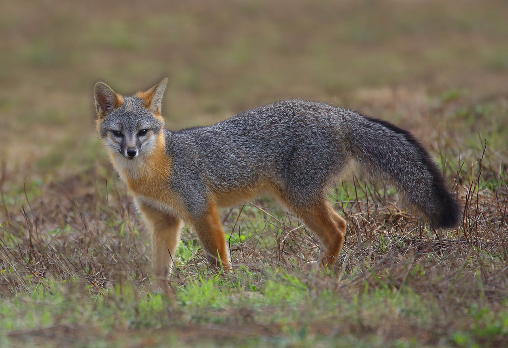 Серая лиса во всей красе