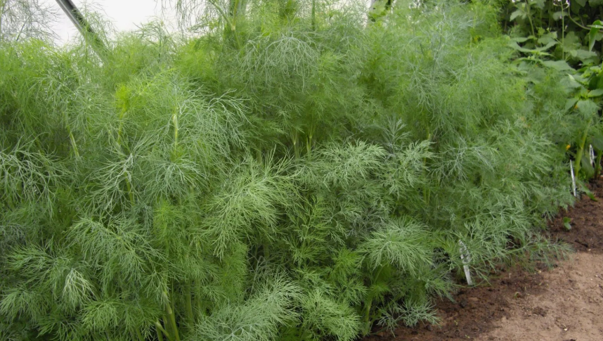 укроп БУян, любит рыхление