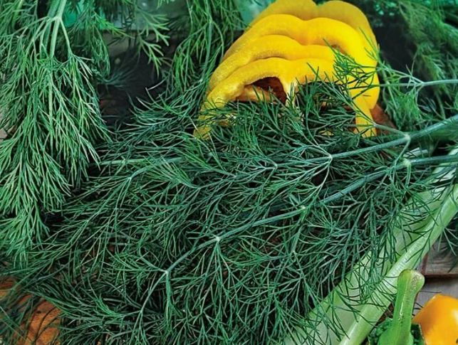 Салют долго держит тургор, но он и грубее немного