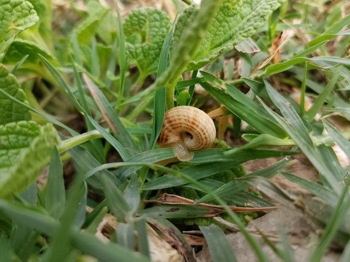 Улитка возле Порторицы