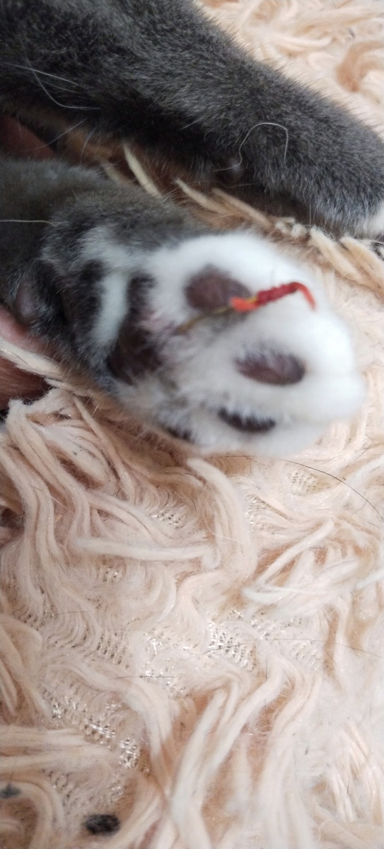 Вот. Крючок в лапке