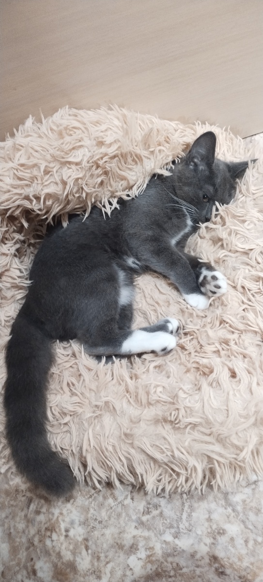 Уложила малявку на Булкину подстилку.