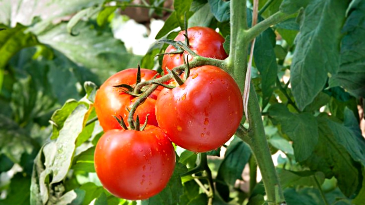 Как правильно закапывать томаты под зиму