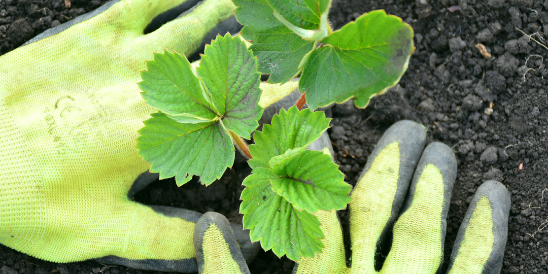 "Вот что любит клубника при посадке": добавляйте в лунку и от урожая отбоя не будет. Посадка клубники