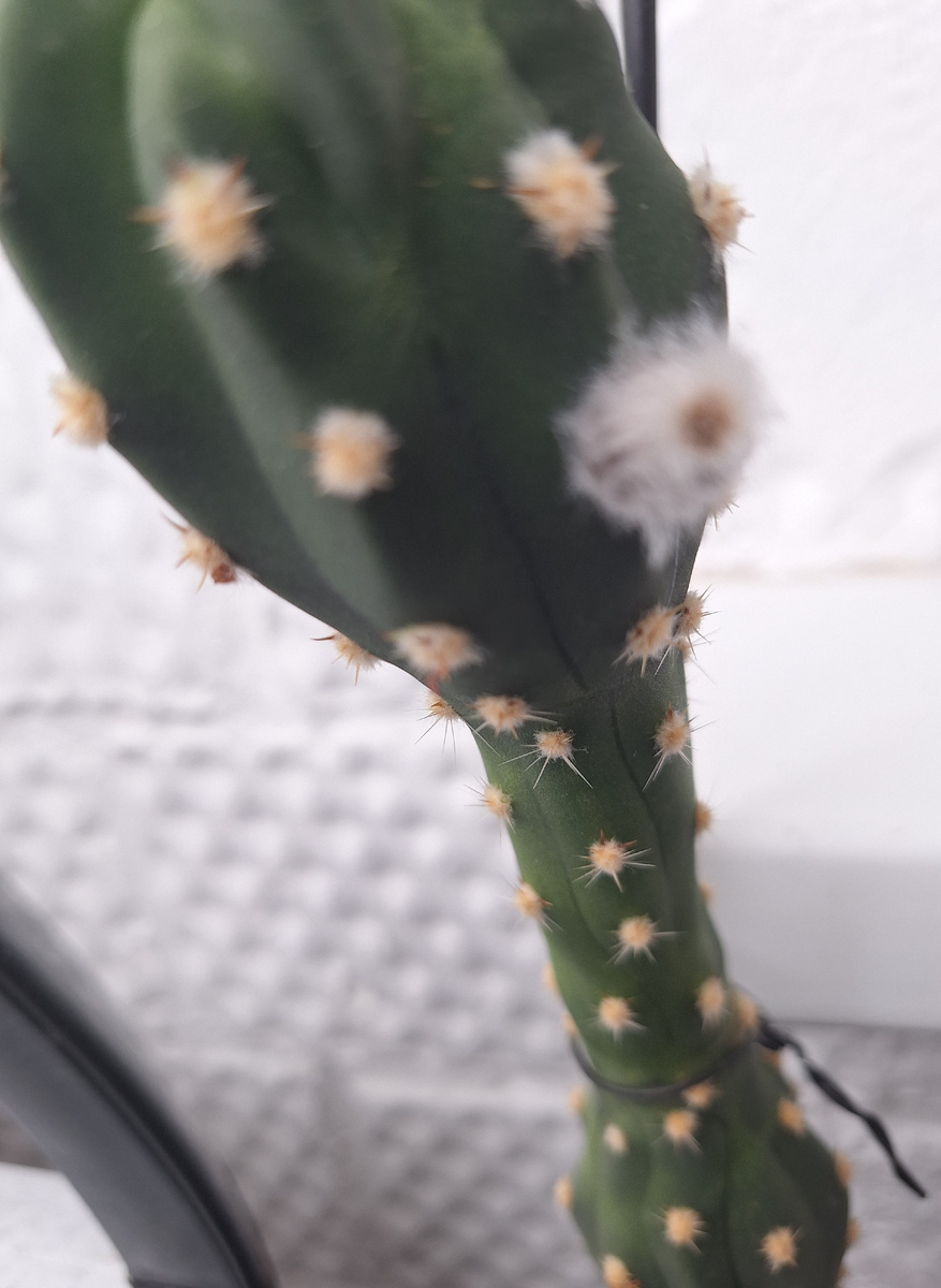 Кактус. Фото - собственность автора канала "ТАК НАДО".