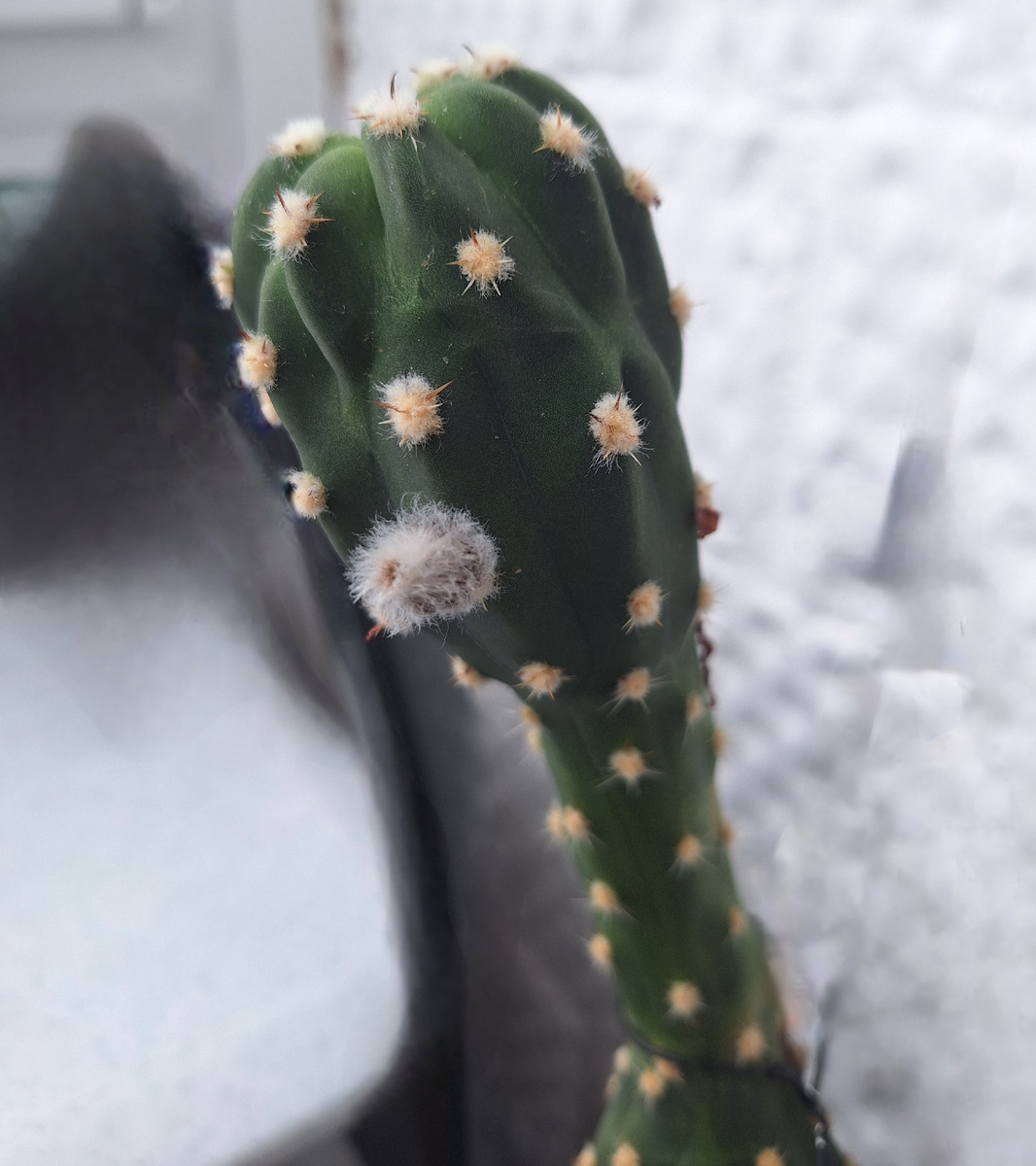 Кактус. Фото - собственность автора  " ТАК НАДО".