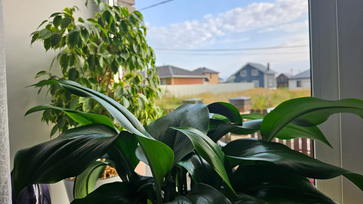 Большинство выглядит отлично