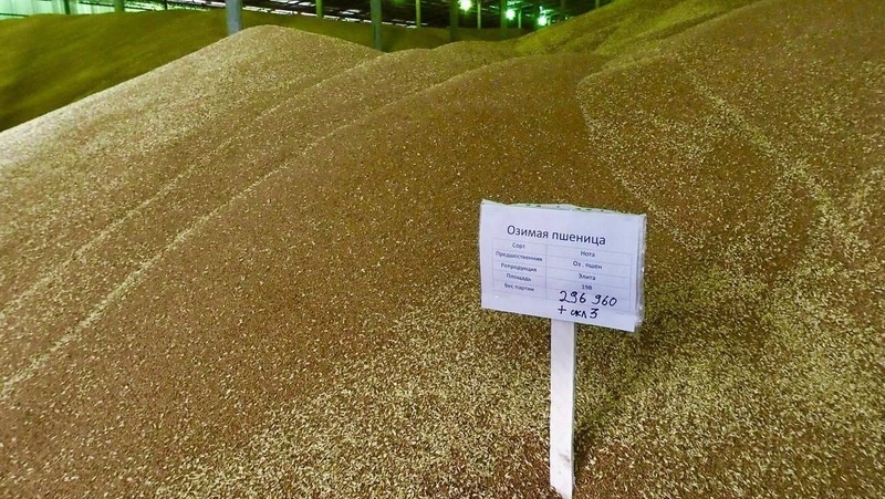    Излишки ставропольского зерна отправят в другие регионы Фото: Правительство СК