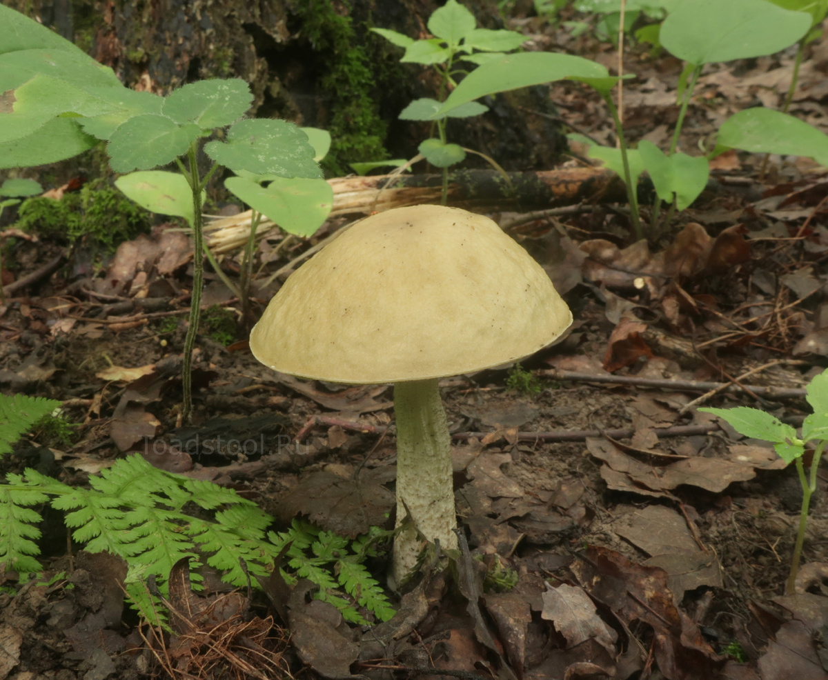 Вот он, искомый грабовик, чтобы не разводить интригу на ровном месте (фото И.Лебединского)