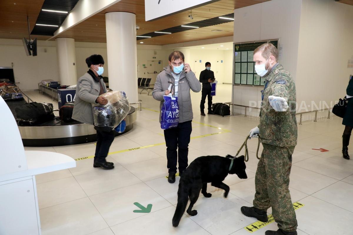    Служебных собак активно используют в работе таможенных служб
