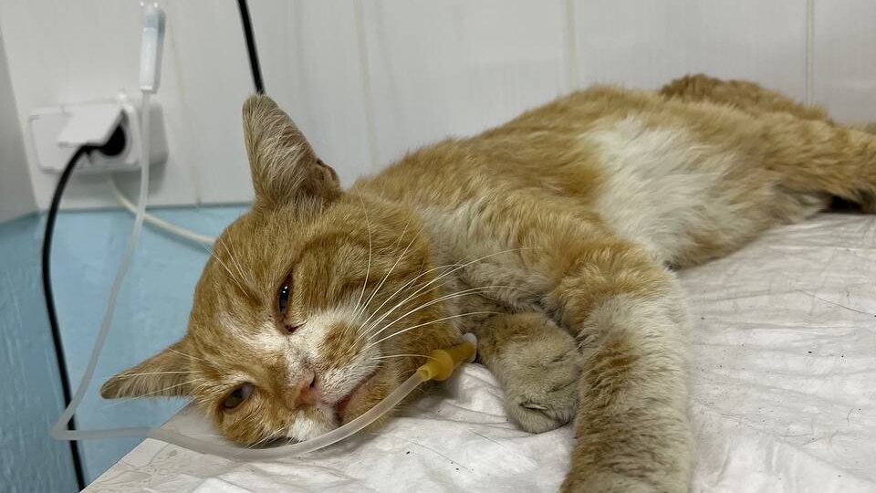 Кот мучительно погибал на трубах. Помогите оказать ему помощь!🥺