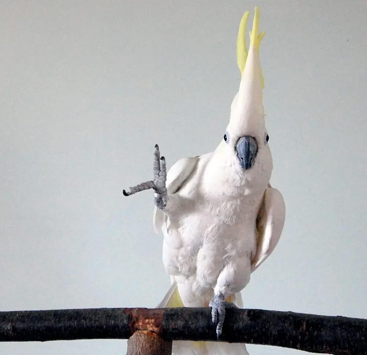    Какаду по кличке Снежок (Snowball) / © Irena Schulz, PA Wire