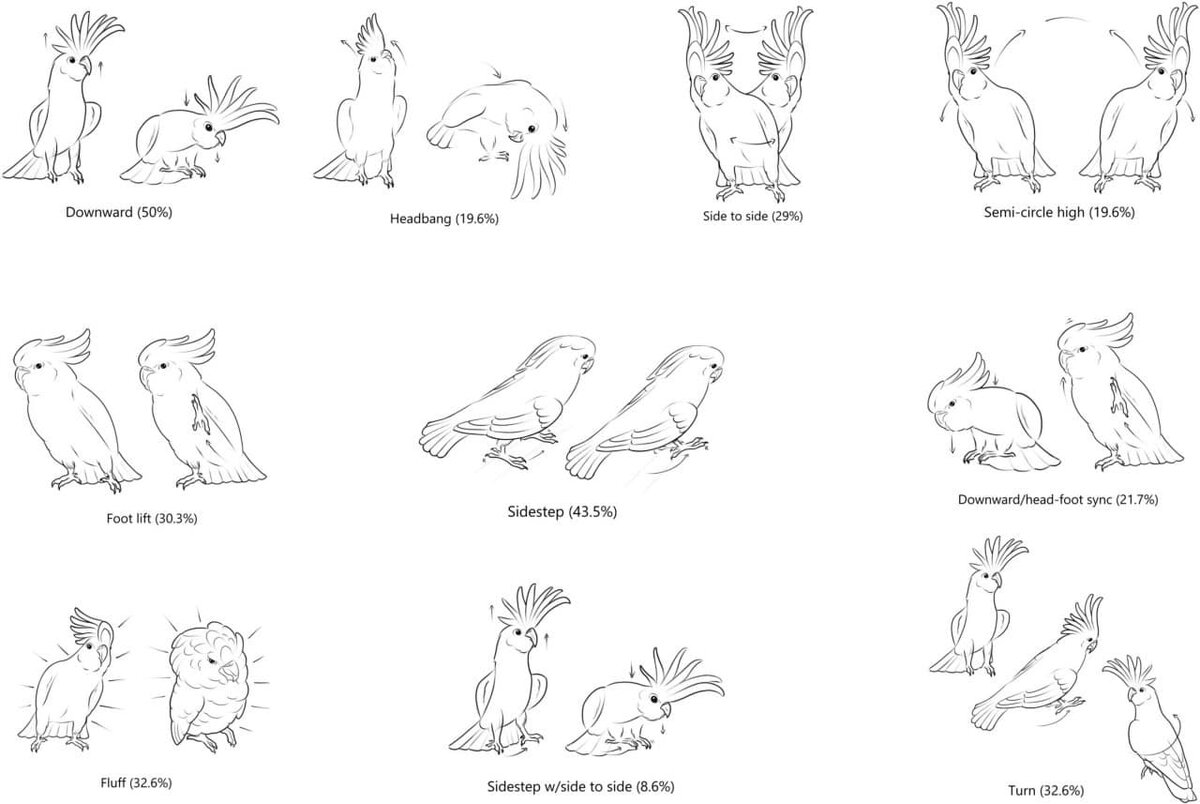    Десять наиболее частых танцевальных движений, зарегистрированных у какаду (на основе данных исследования Keehn et al., иллюстрации Zenna Lugosi) / © Lubke et al., PLOS One (2025)