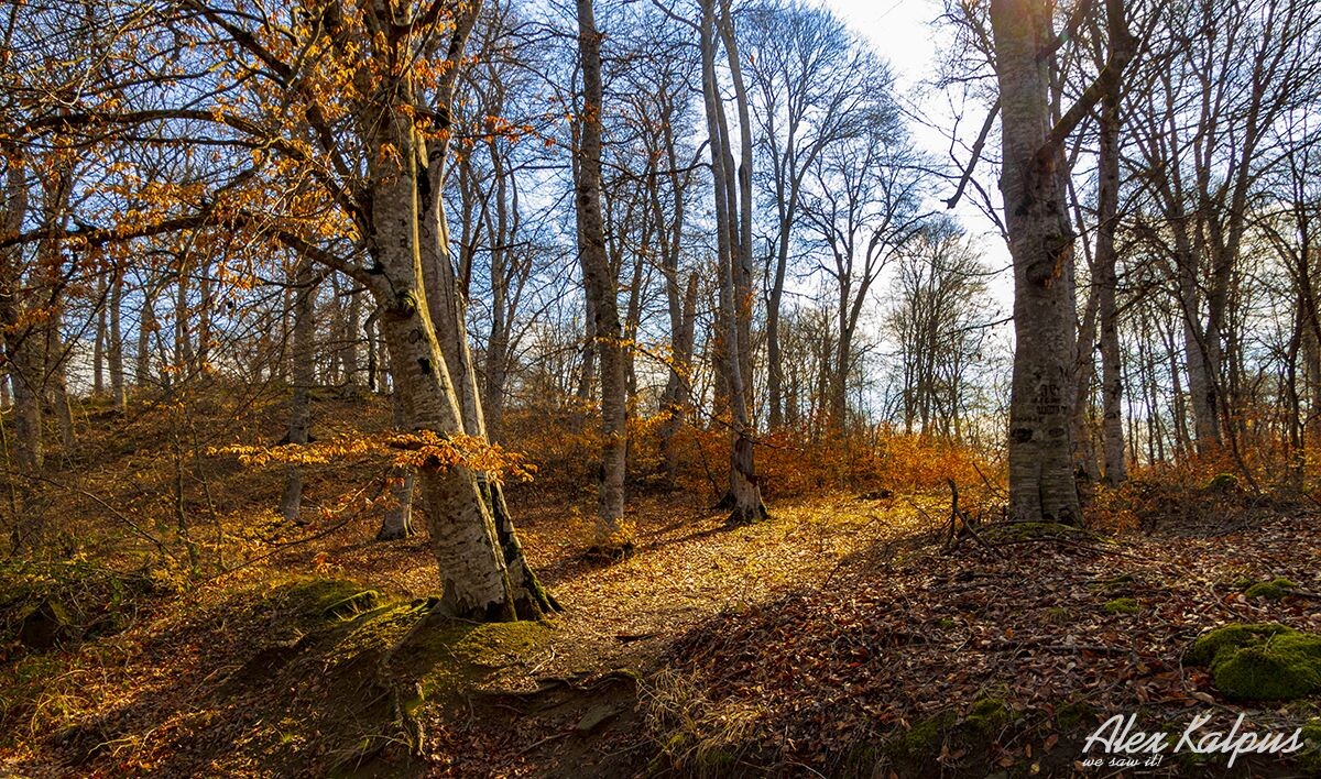Сказочный лес Сабадури: жемчужина Грузинского Кавказа - однодневный тур