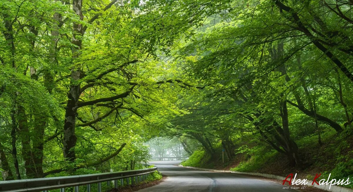 Сабадурский лес - не просто уголок природы. Это живой символ Грузии, входящий в двадцатку самых красивых лесов мира и охраняемый как часть Тбилисского национального парка, первого нацпарка страны! Это воистину красота природы! 