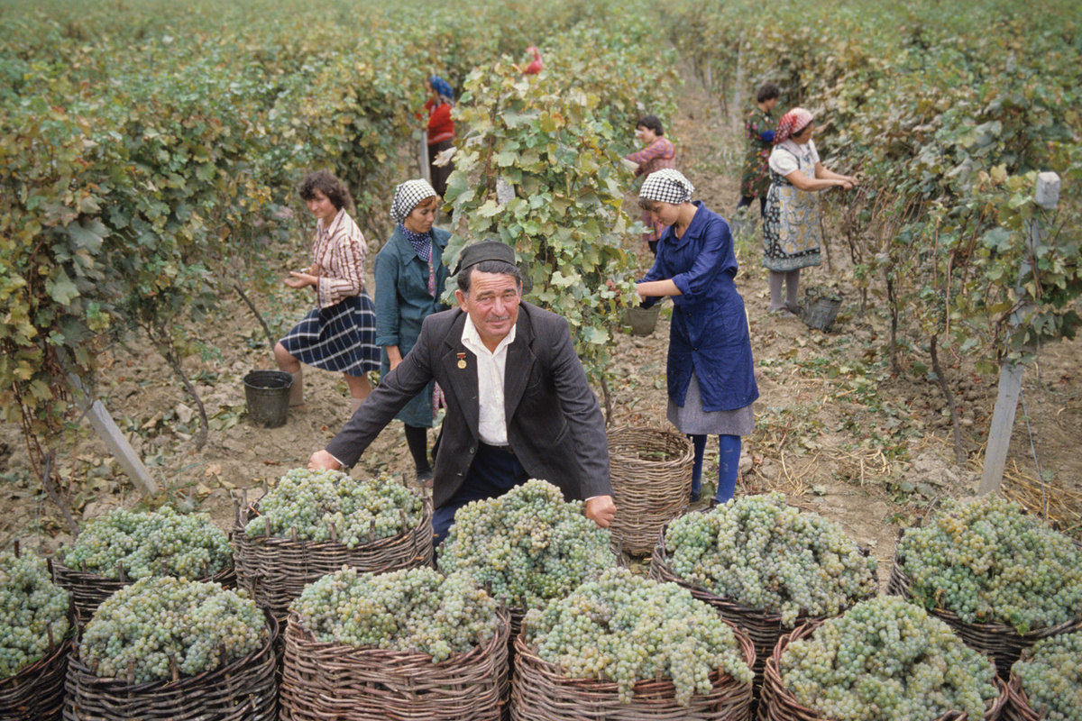    Сбор урожая на винограднике в Гулрыпшском районе Абхазской АССР, 1985 год