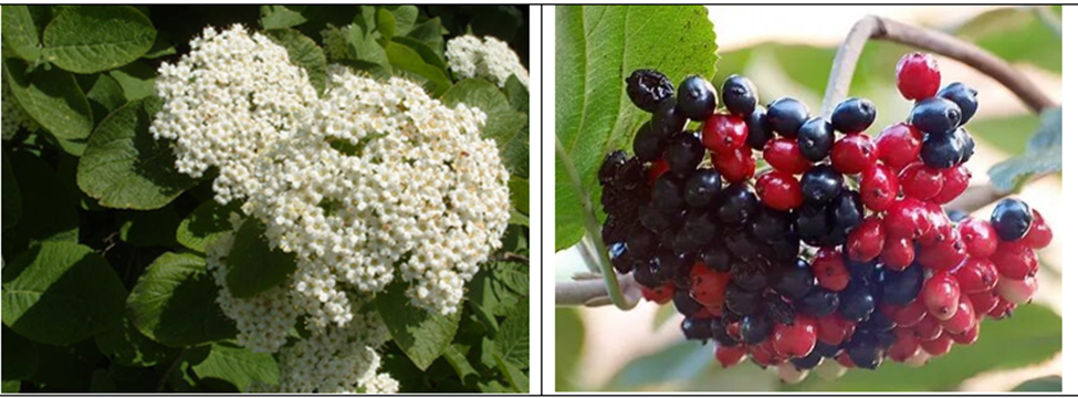 Калина гордовина, или черная