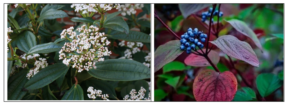 Калина Давида 