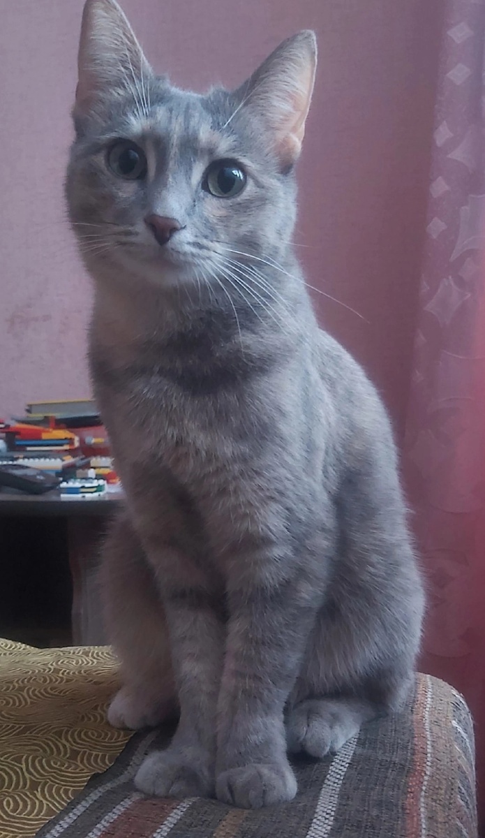 Алиса, найдена котенком на остановке в запечатанной коробке. Сейчас счастлива в любящей семье🥰