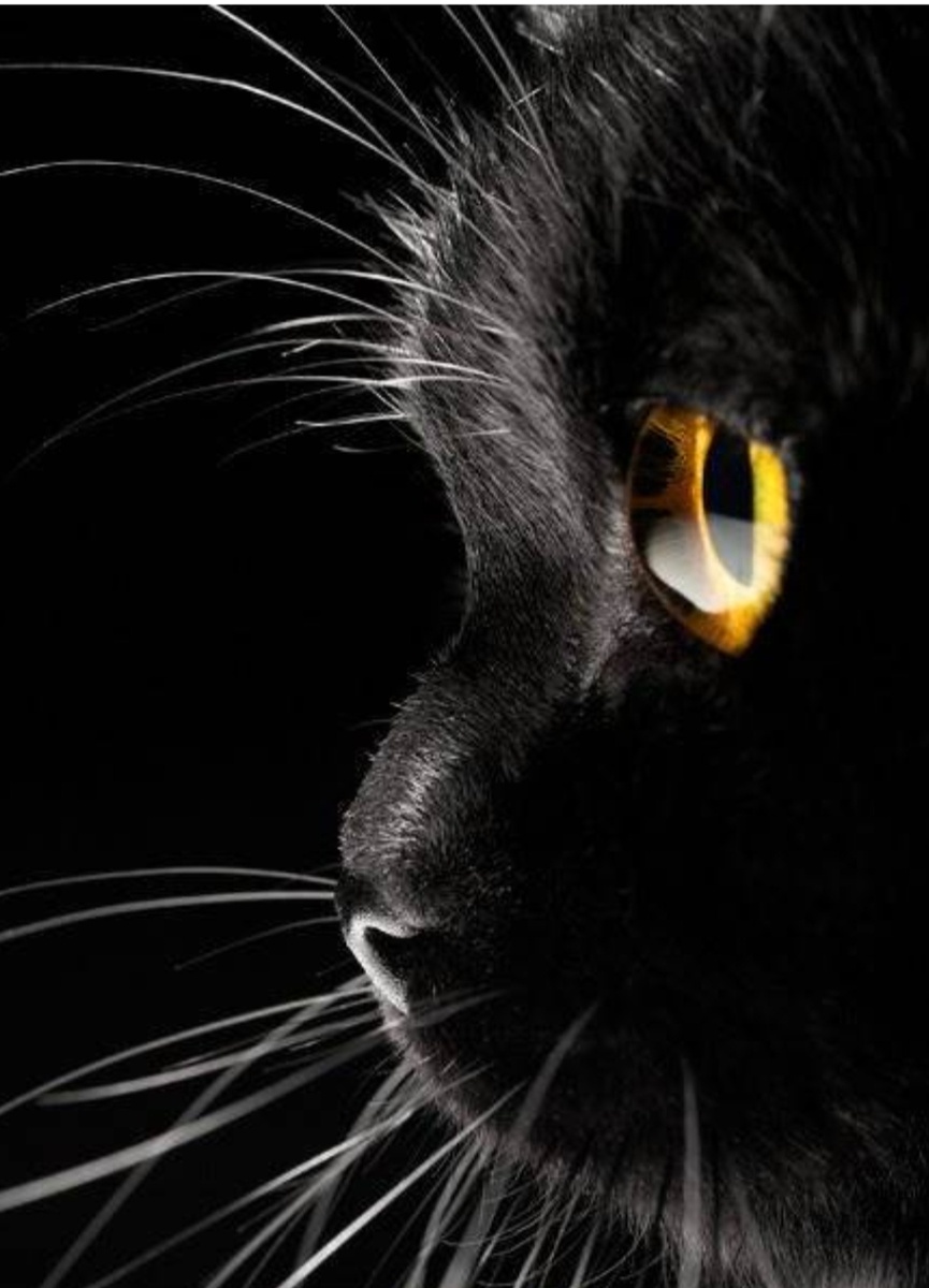 Источник: https://images.app.goo.gl/33QMSDFrbFcUd8H99