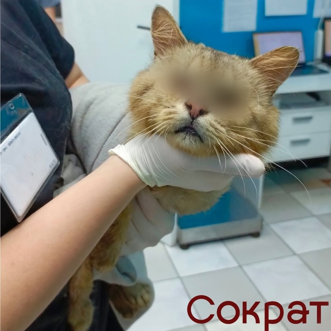 Сократ, на данный момент на лечении  в стационаре, ожидает операции на глаза;