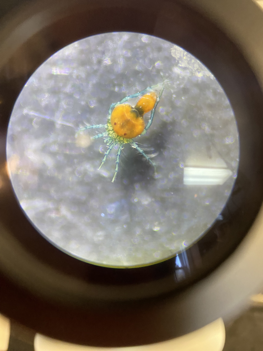 Милый клещ-аррениус с одного из островов Тихого океана.