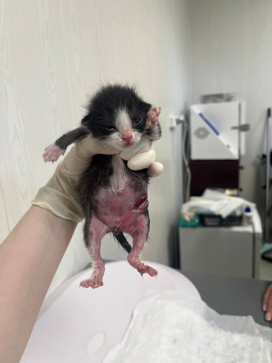 Меньше 200 грамм веса. Не листайте карусель, если рана пугает 