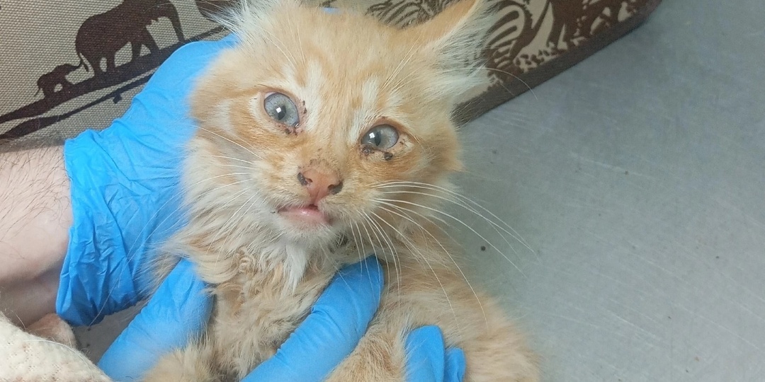 Спасаем крошечную Солану