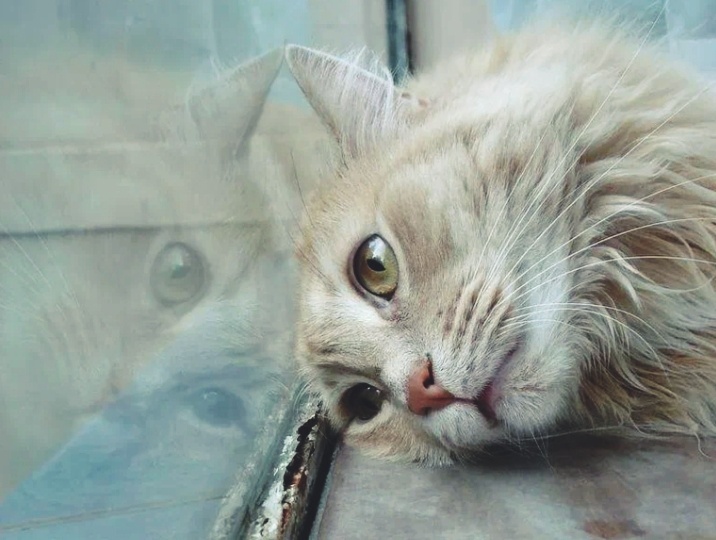 Скучает ли кошка по хозяину на самом деле