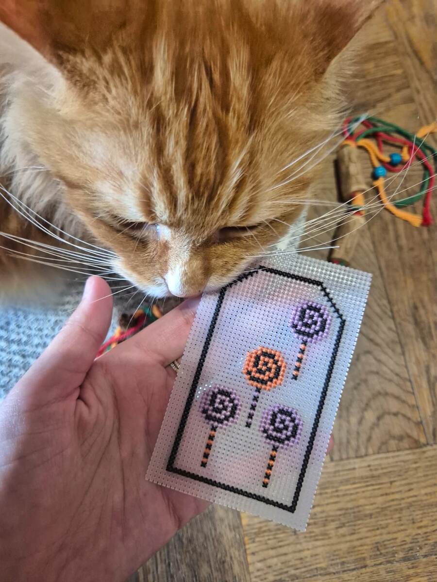 Рич как обычно попробовал канву на вкус и даже откусил кусочек :)