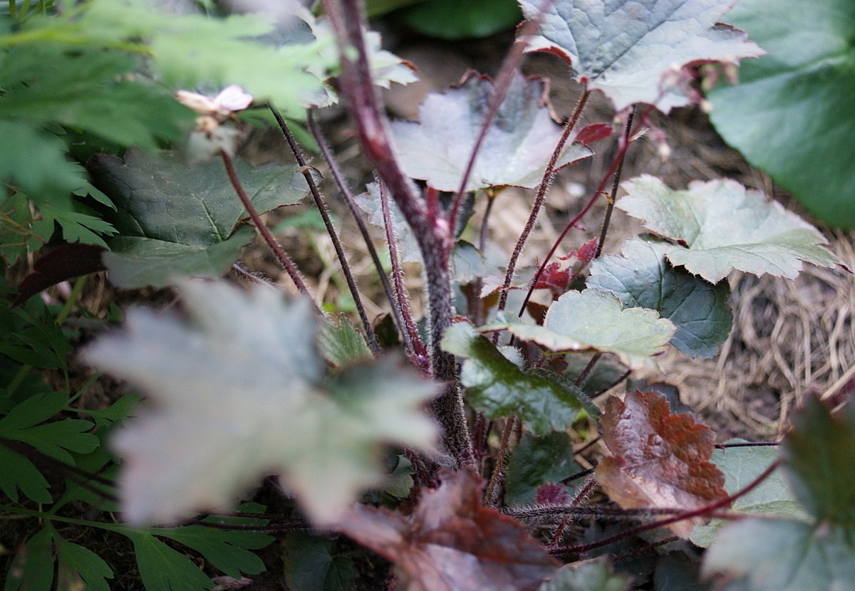 Толстый стволик. 