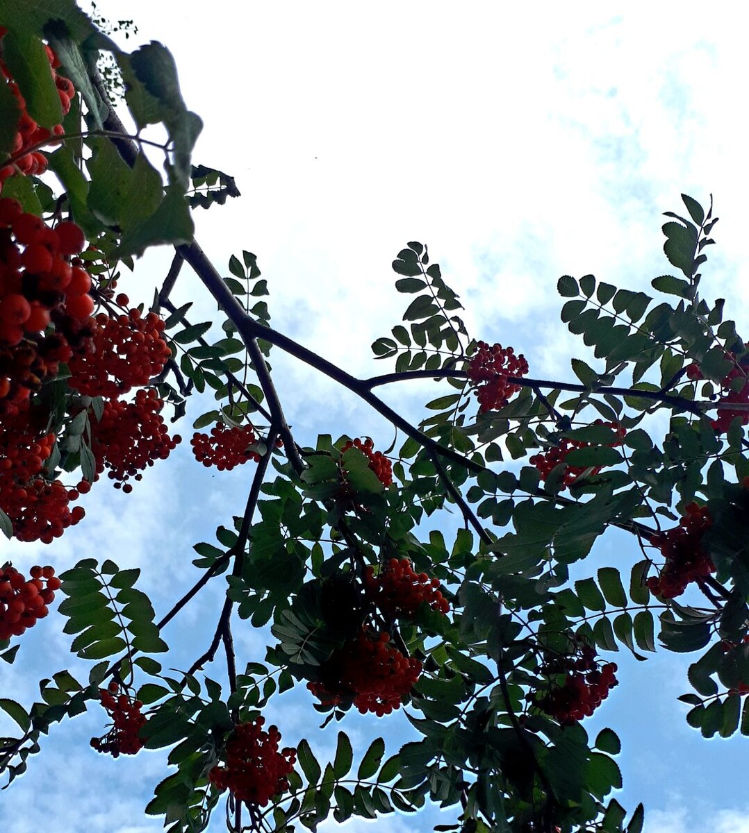 Фото автора статьи 07.08.2025г.