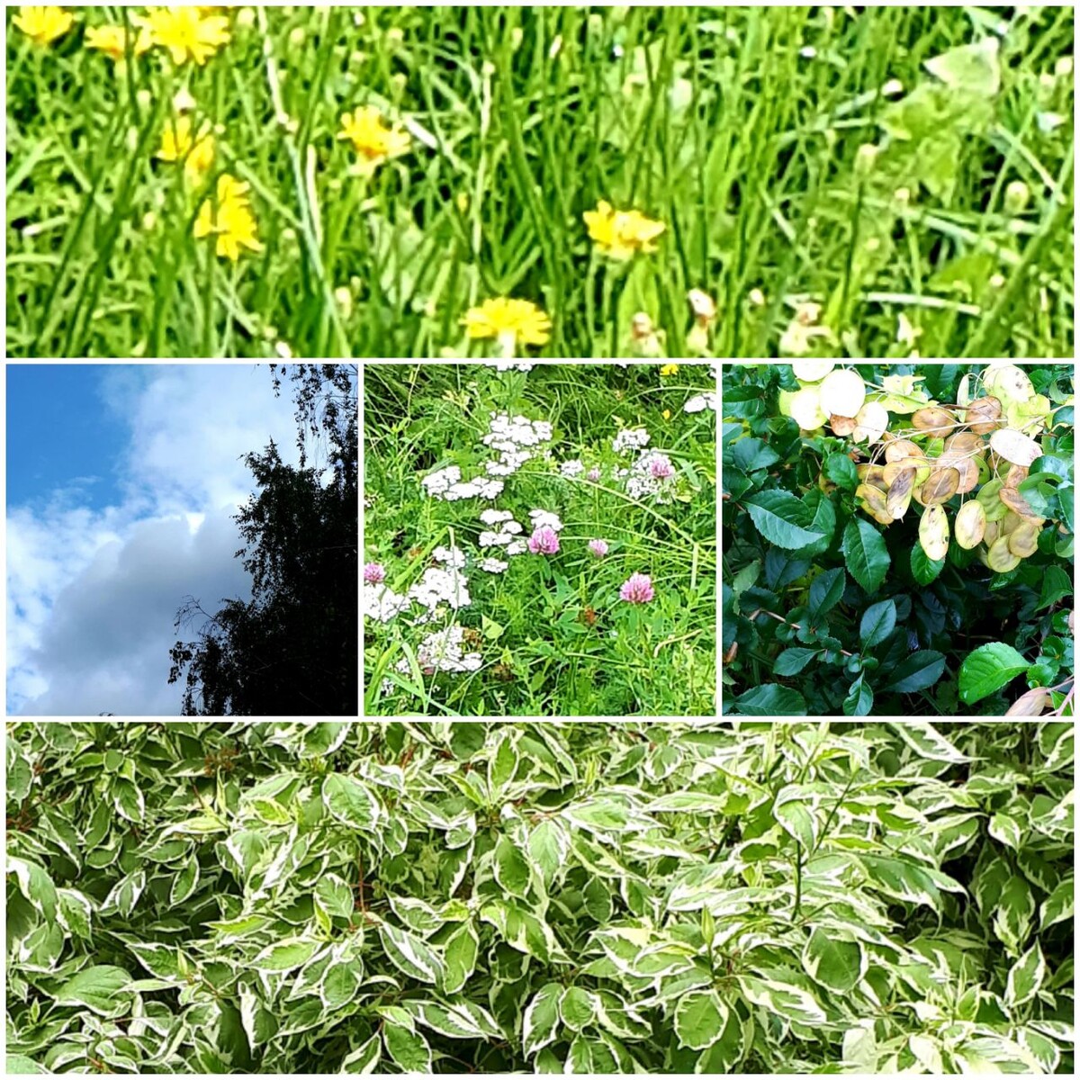 Коллаж автора статьи 07.08.2025г.