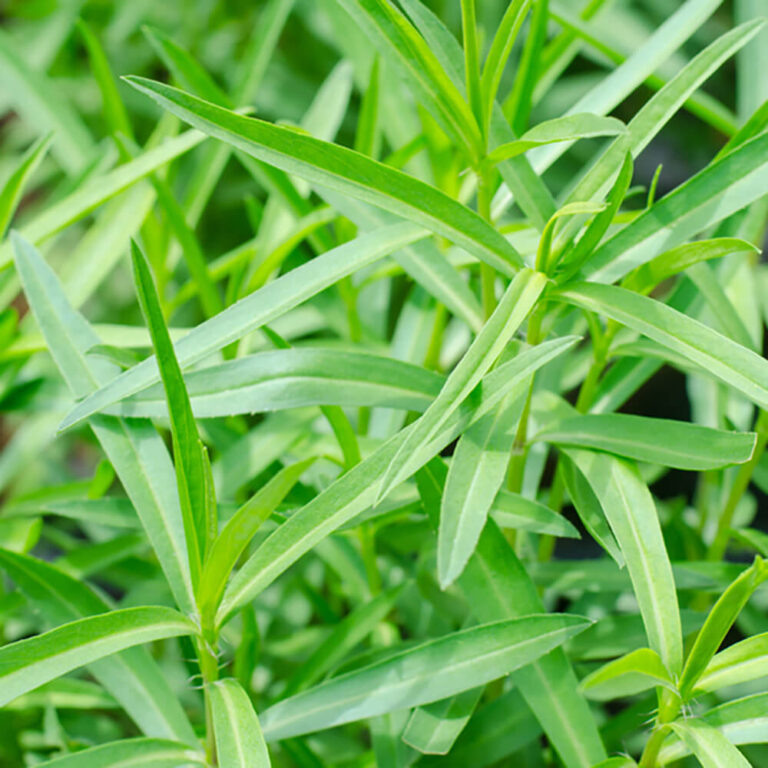 так выглядит здоровое зрелое растение которому достаточно  освещения , внимания и влажности